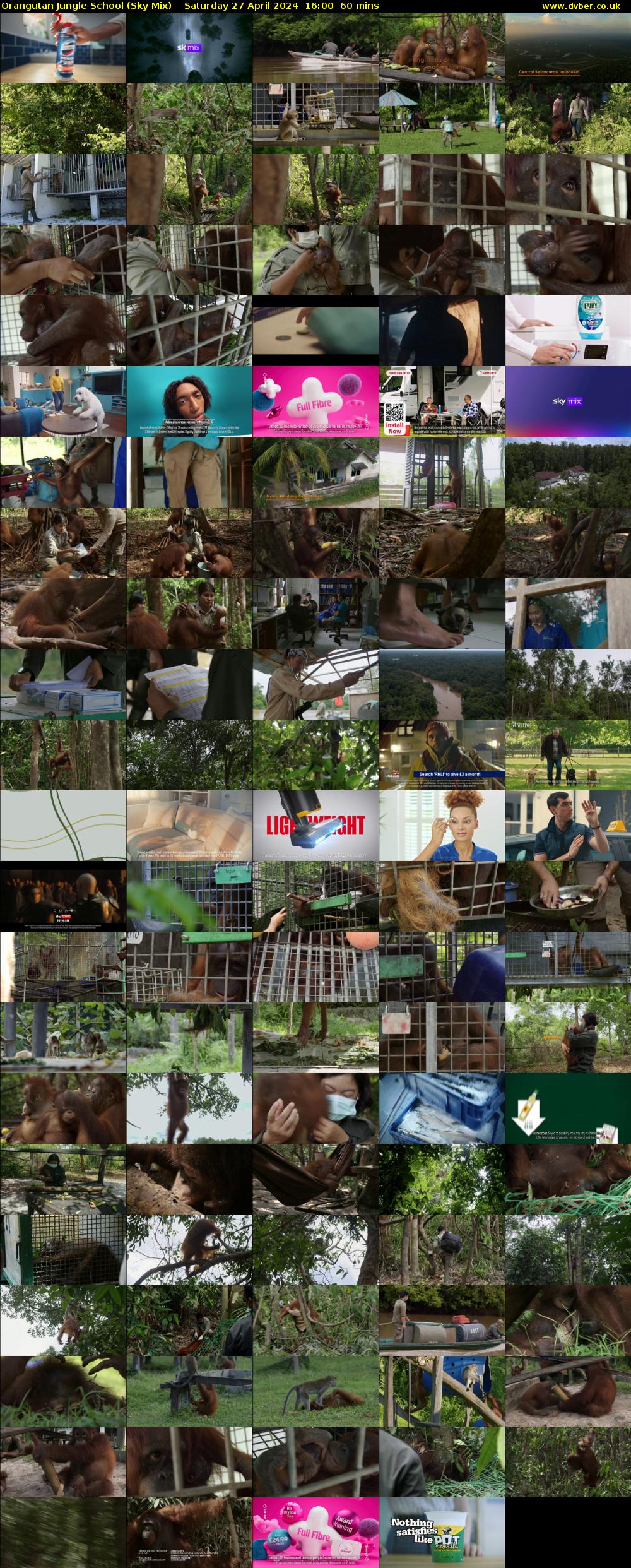 Orangutan Jungle School (Sky Mix) Saturday 27 April 2024 16:00 - 17:00
