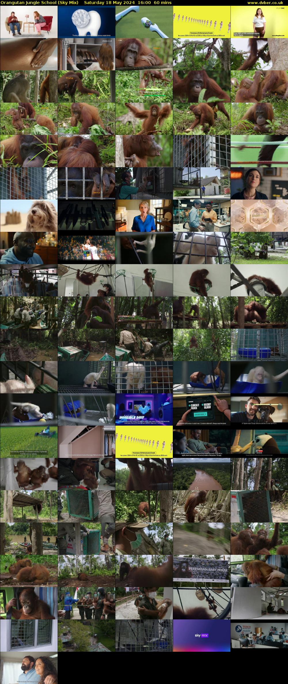 Orangutan Jungle School (Sky Mix) Saturday 18 May 2024 16:00 - 17:00