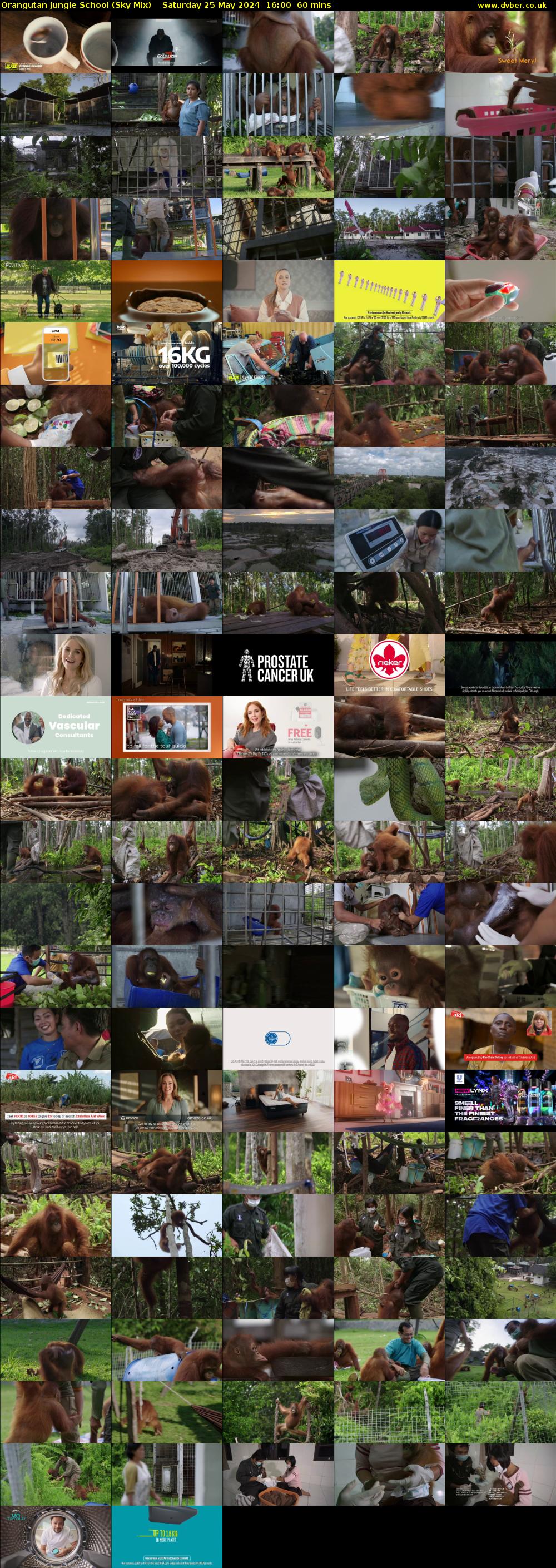 Orangutan Jungle School (Sky Mix) Saturday 25 May 2024 16:00 - 17:00