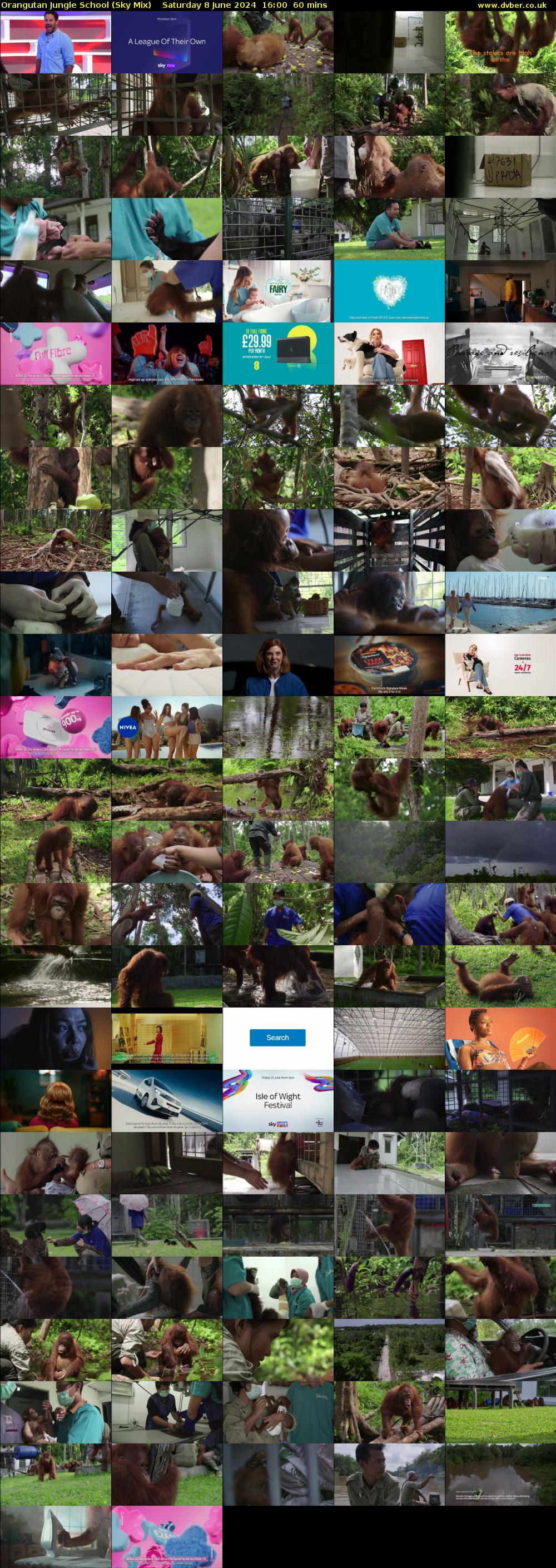 Orangutan Jungle School (Sky Mix) Saturday 8 June 2024 16:00 - 17:00