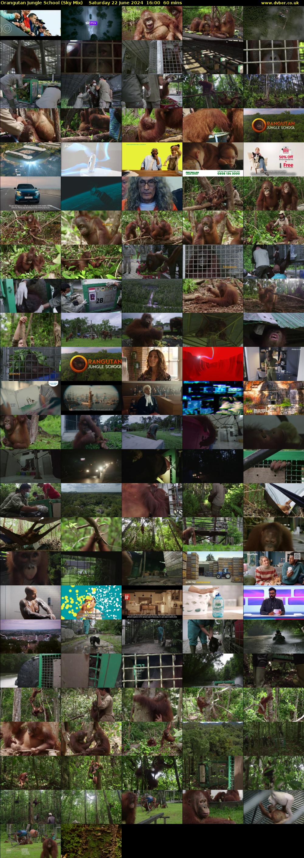 Orangutan Jungle School (Sky Mix) Saturday 22 June 2024 16:00 - 17:00