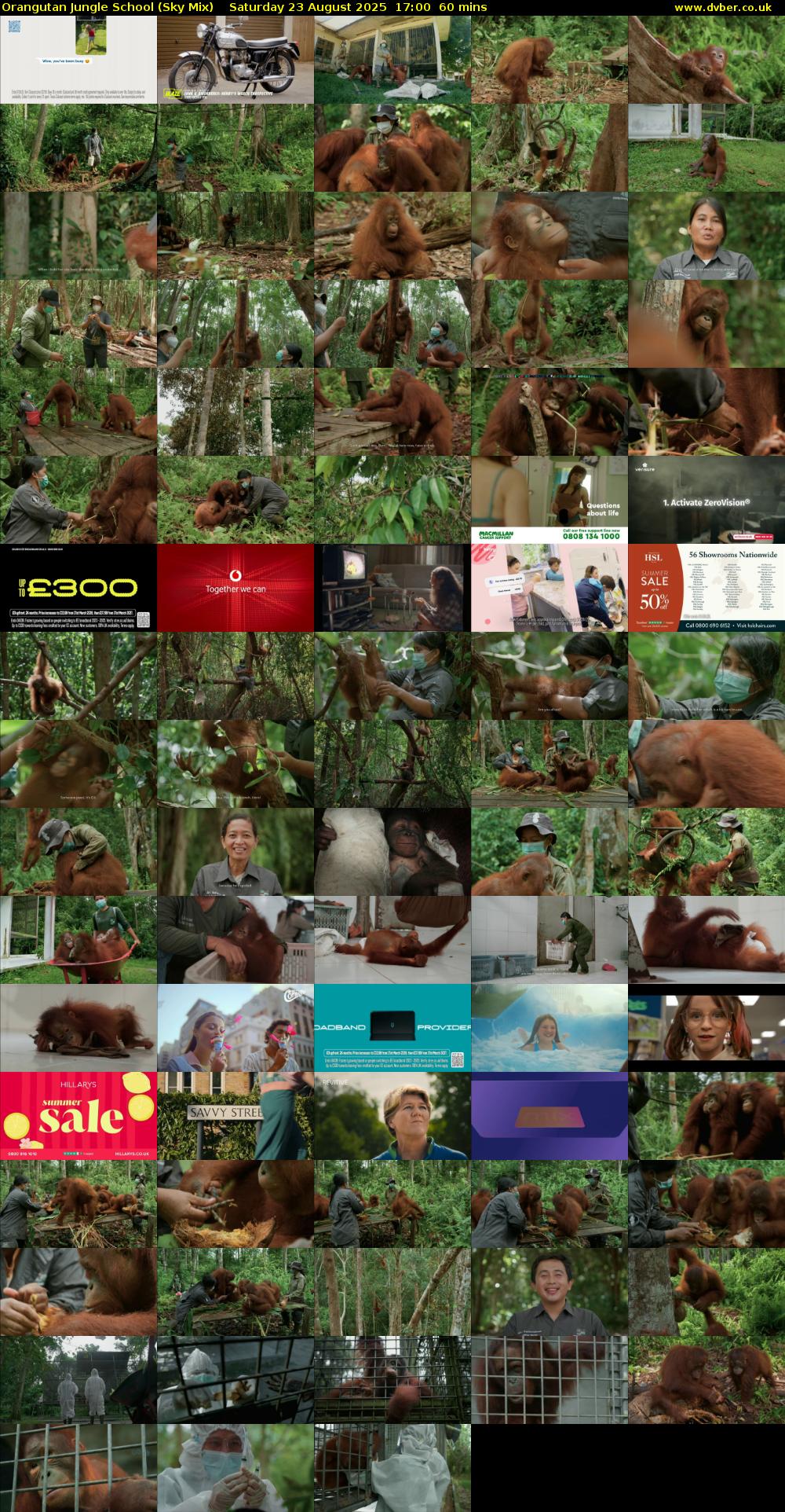 Orangutan Jungle School (Sky Mix) Saturday 23 August 2025 17:00 - 18:00
