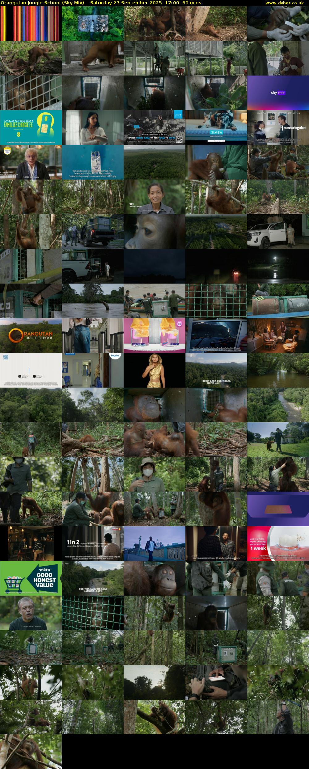Orangutan Jungle School (Sky Mix) Saturday 27 September 2025 17:00 - 18:00