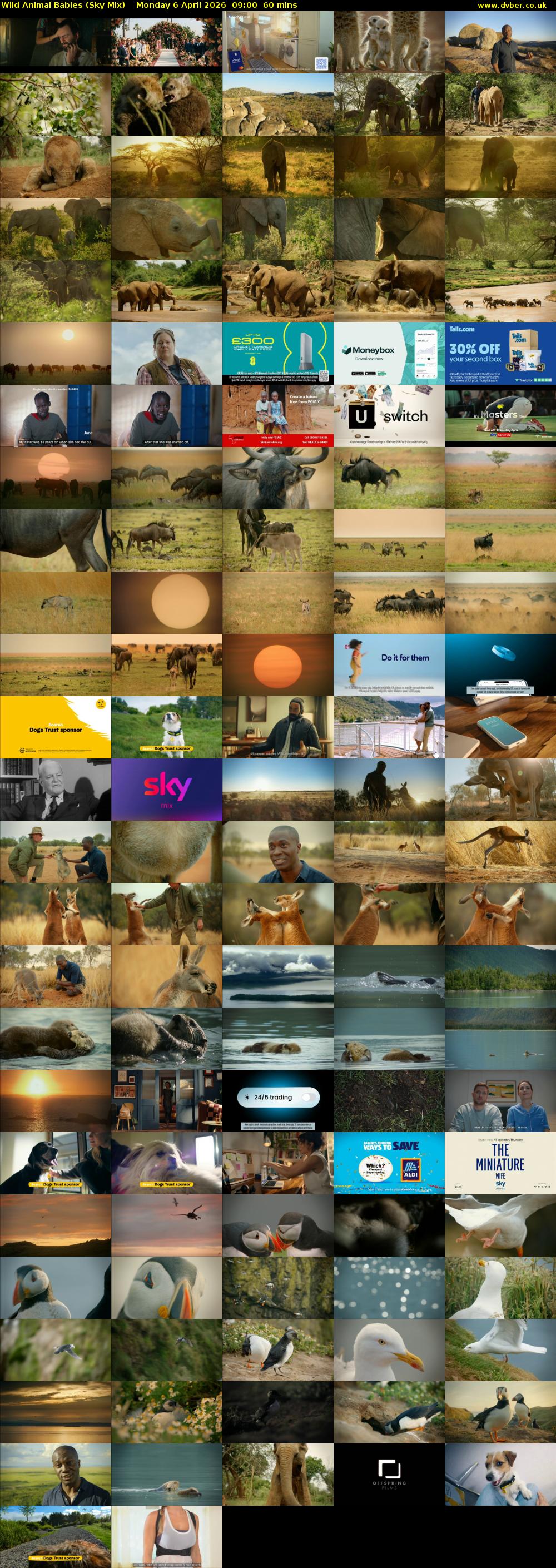 Wild Animal Babies (Sky Mix) Monday 6 April 2026 09:00 - 10:00