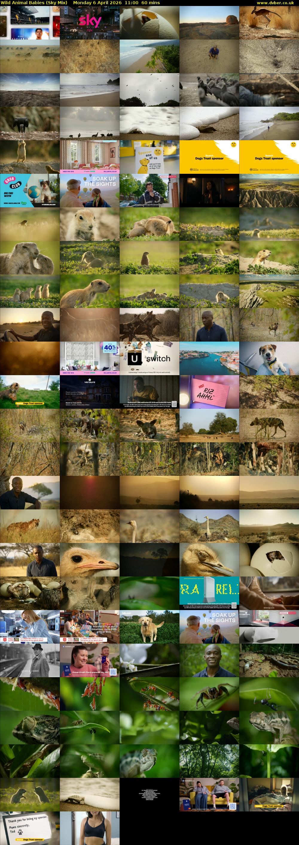 Wild Animal Babies (Sky Mix) Monday 6 April 2026 11:00 - 12:00