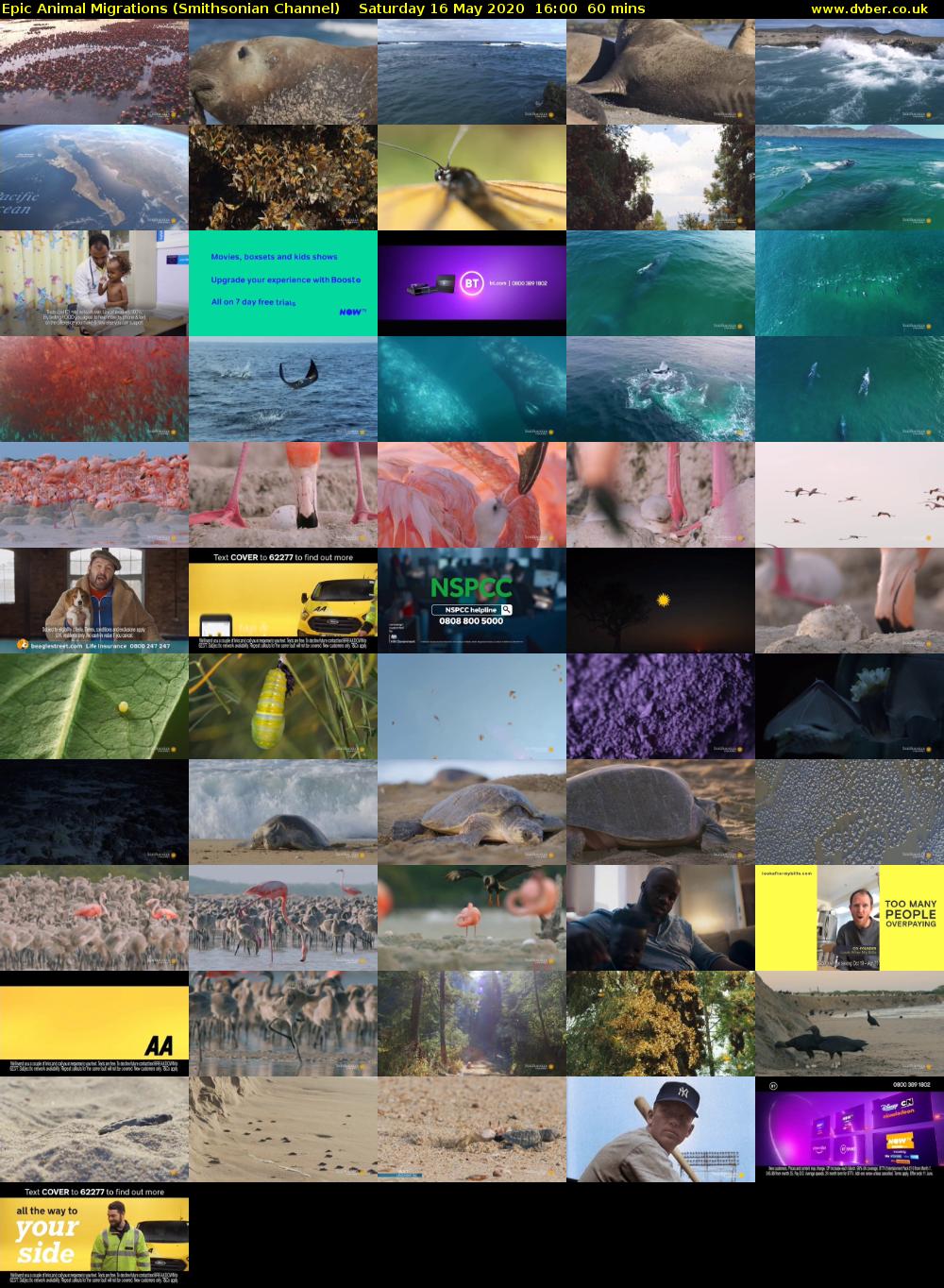 Epic Animal Migrations (Smithsonian Channel) Saturday 16 May 2020 16:00 - 17:00