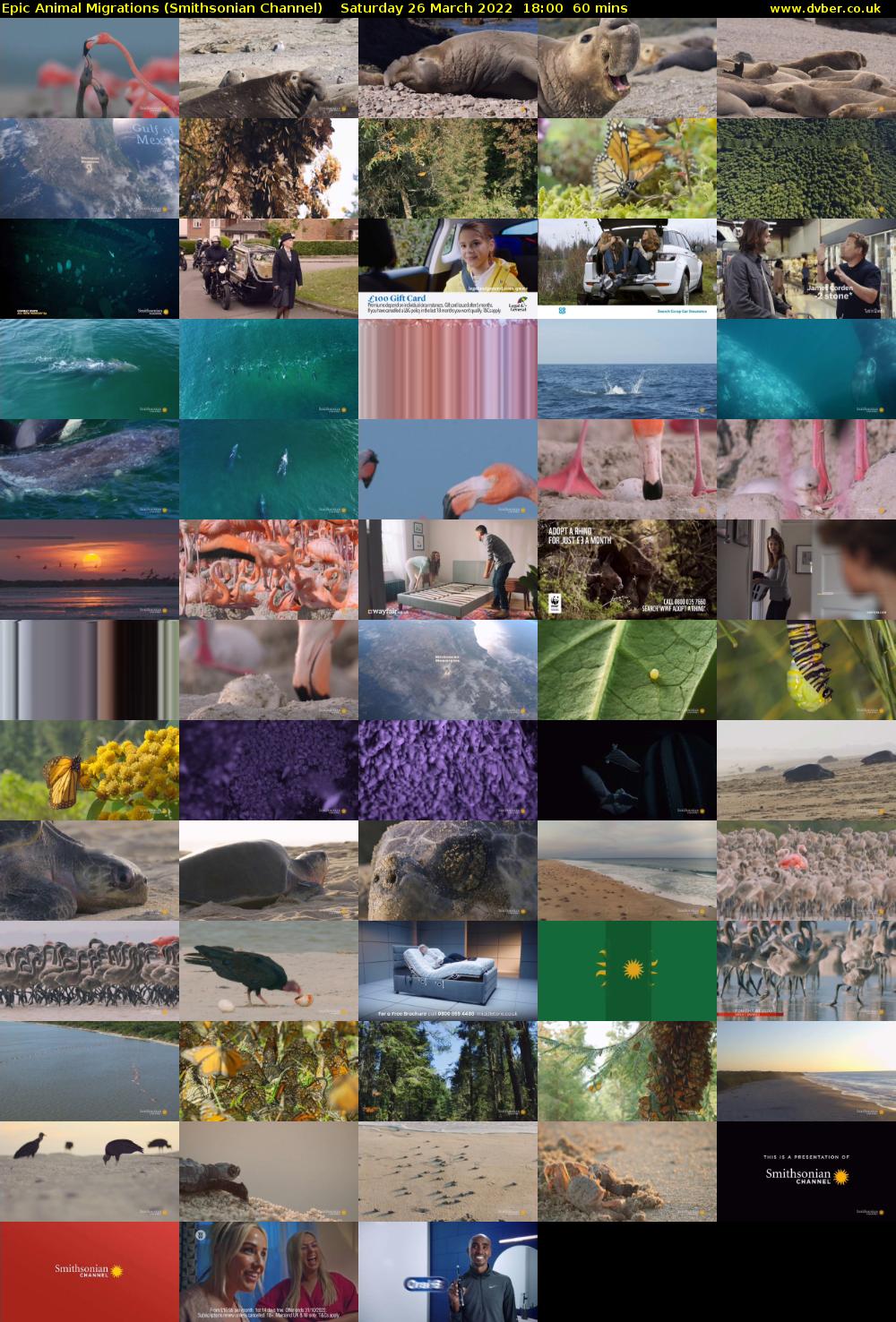 Epic Animal Migrations (Smithsonian Channel) Saturday 26 March 2022 18:00 - 19:00