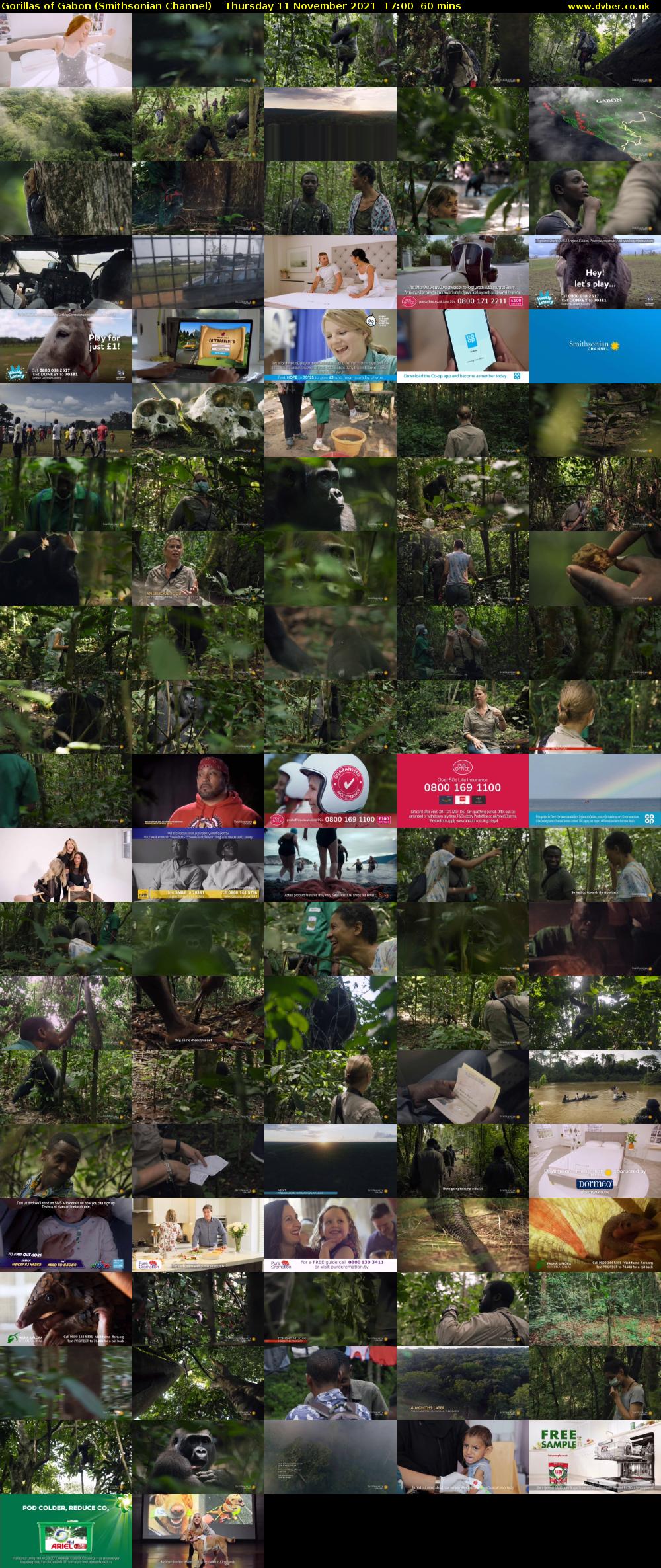 Gorillas of Gabon (Smithsonian Channel) Thursday 11 November 2021 17:00 - 18:00