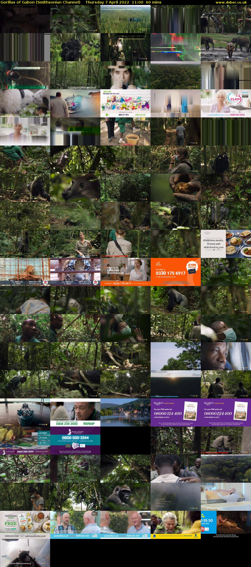 Gorillas of Gabon (Smithsonian Channel) Thursday 7 April 2022 11:00 - 12:00