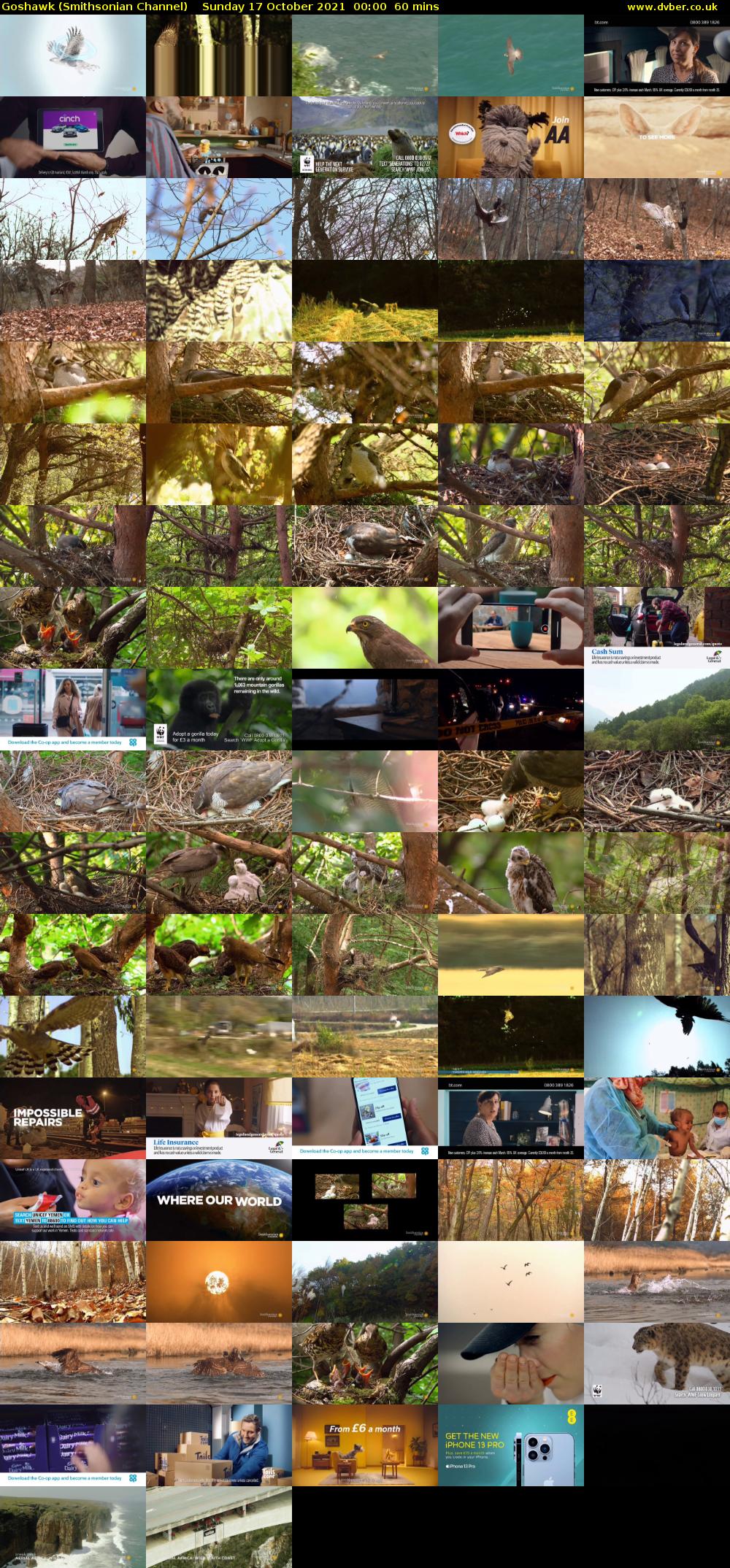 Goshawk (Smithsonian Channel) Sunday 17 October 2021 00:00 - 01:00
