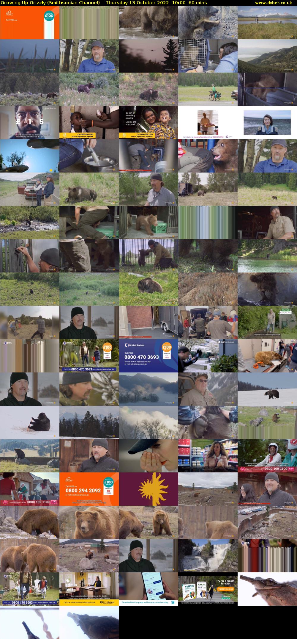 Growing Up Grizzly (Smithsonian Channel) Thursday 13 October 2022 10:00 - 11:00