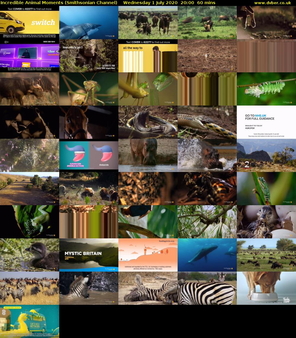 Incredible Animal Moments (Smithsonian Channel) Wednesday 1 July 2020 20:00 - 21:00