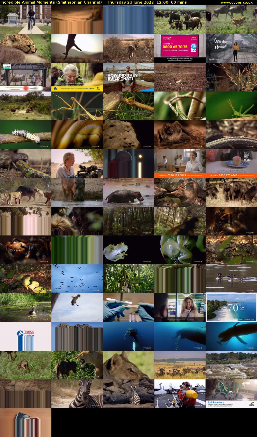 Incredible Animal Moments (Smithsonian Channel) Thursday 23 June 2022 12:00 - 13:00