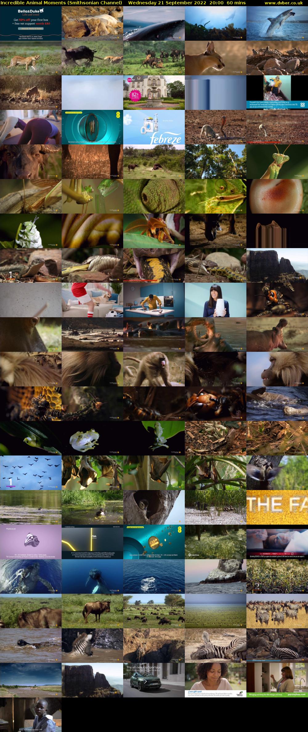 Incredible Animal Moments (Smithsonian Channel) Wednesday 21 September 2022 20:00 - 21:00