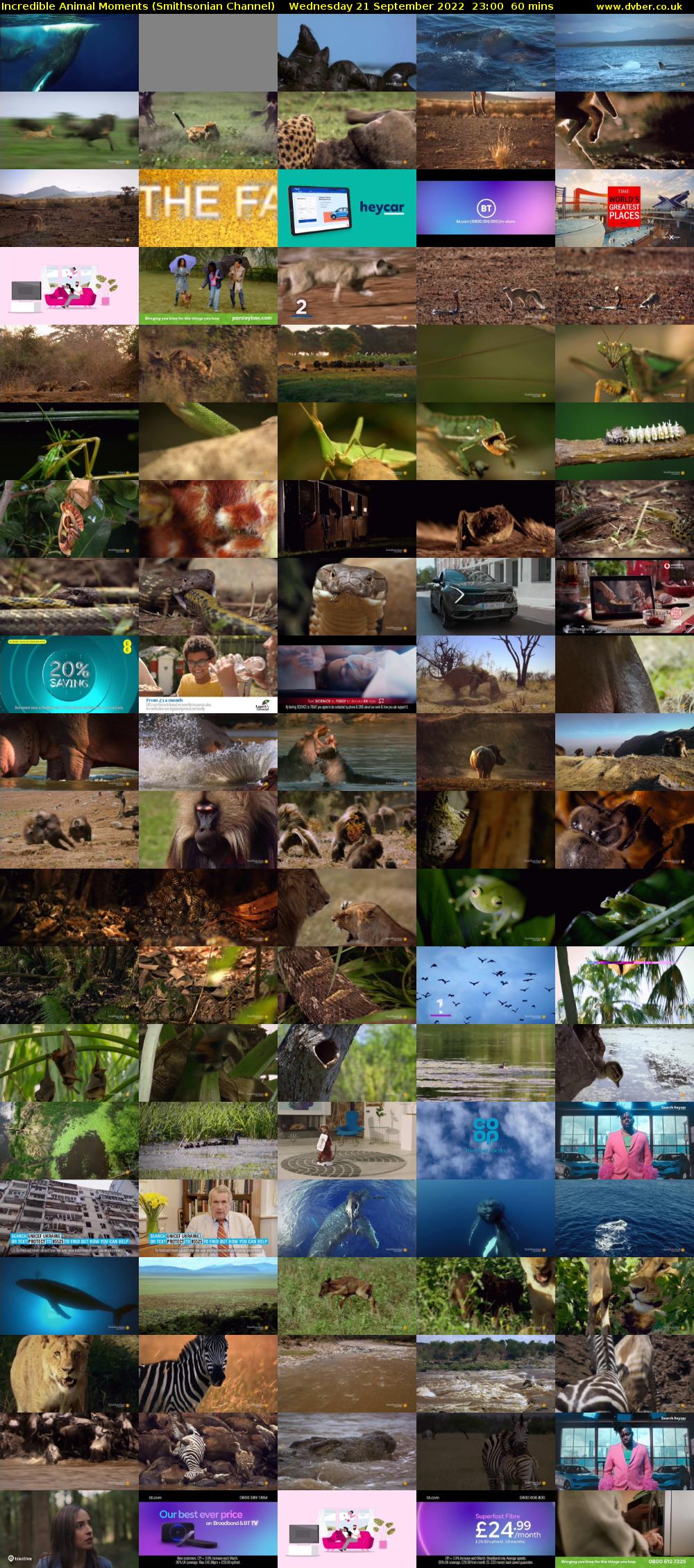 Incredible Animal Moments (Smithsonian Channel) Wednesday 21 September 2022 23:00 - 00:00