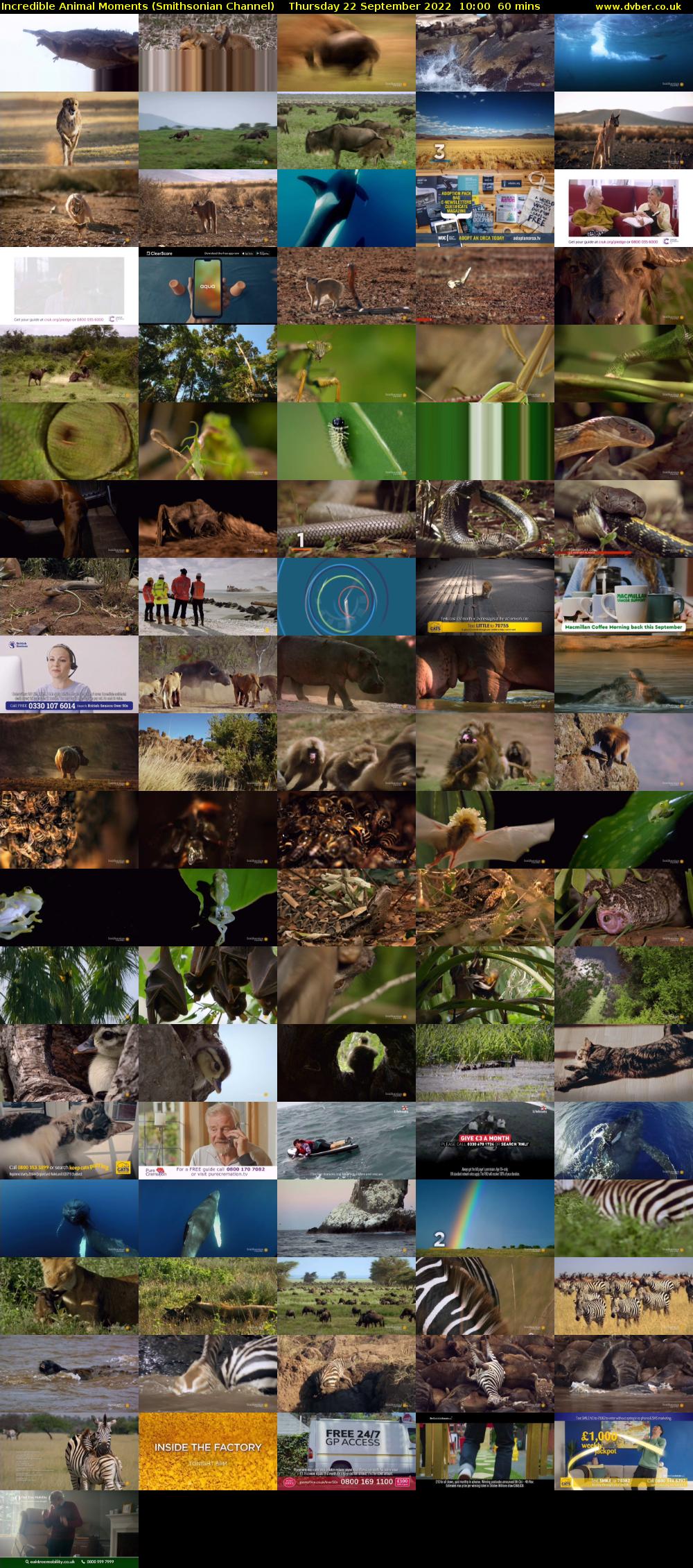 Incredible Animal Moments (Smithsonian Channel) Thursday 22 September 2022 10:00 - 11:00