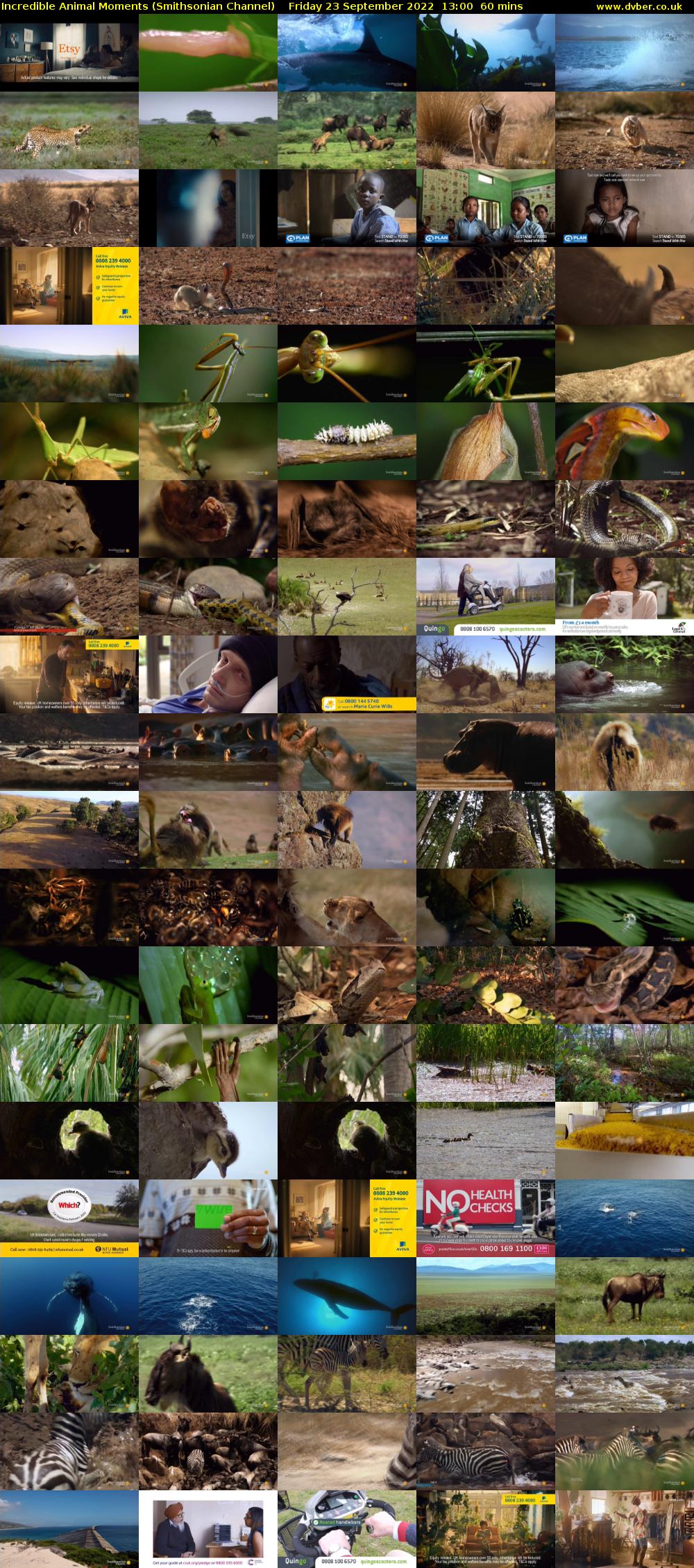 Incredible Animal Moments (Smithsonian Channel) Friday 23 September 2022 13:00 - 14:00
