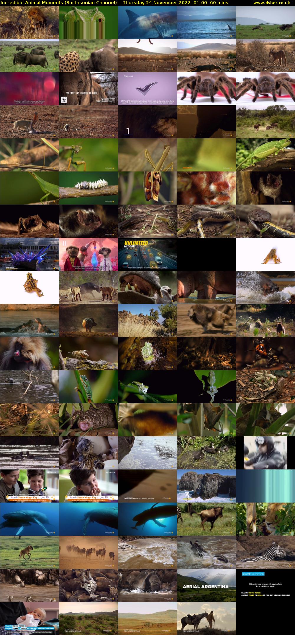Incredible Animal Moments (Smithsonian Channel) Thursday 24 November 2022 01:00 - 02:00