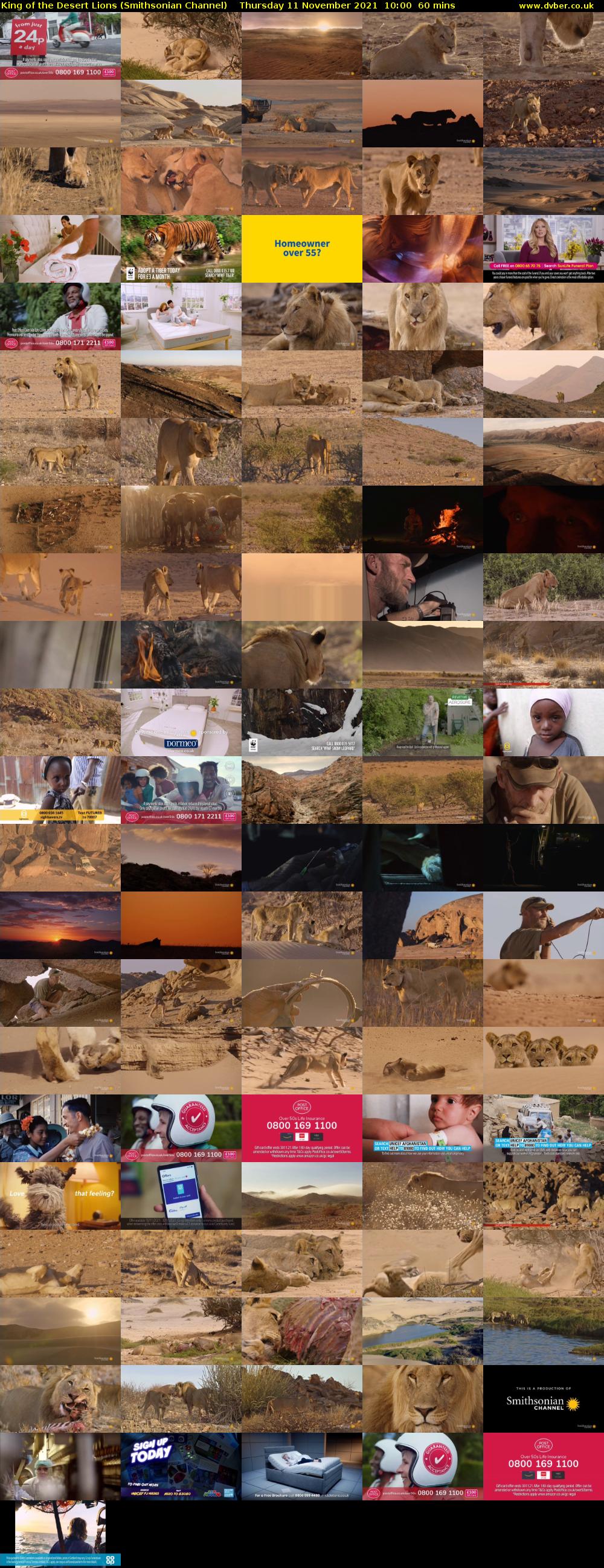 King of the Desert Lions (Smithsonian Channel) Thursday 11 November 2021 10:00 - 11:00