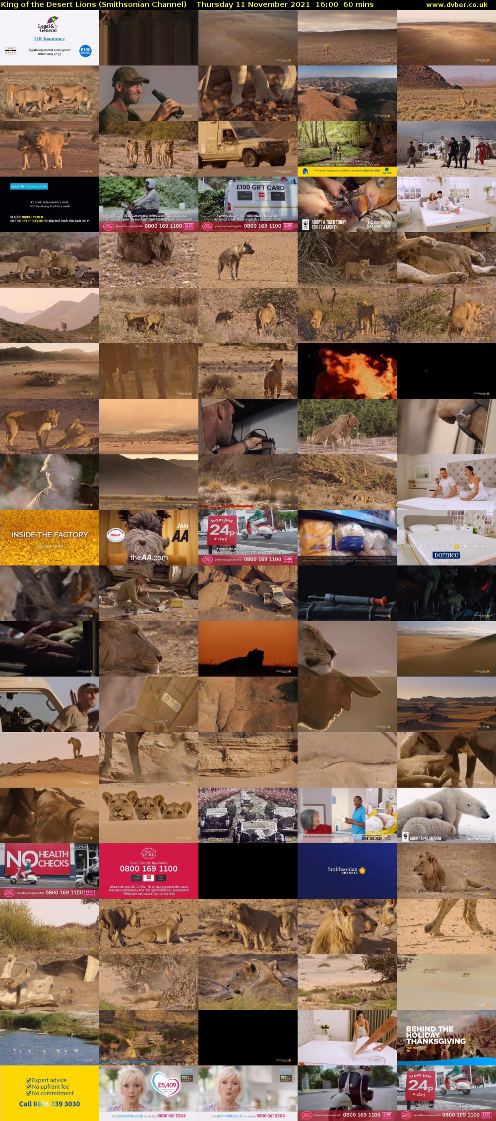King of the Desert Lions (Smithsonian Channel) Thursday 11 November 2021 16:00 - 17:00
