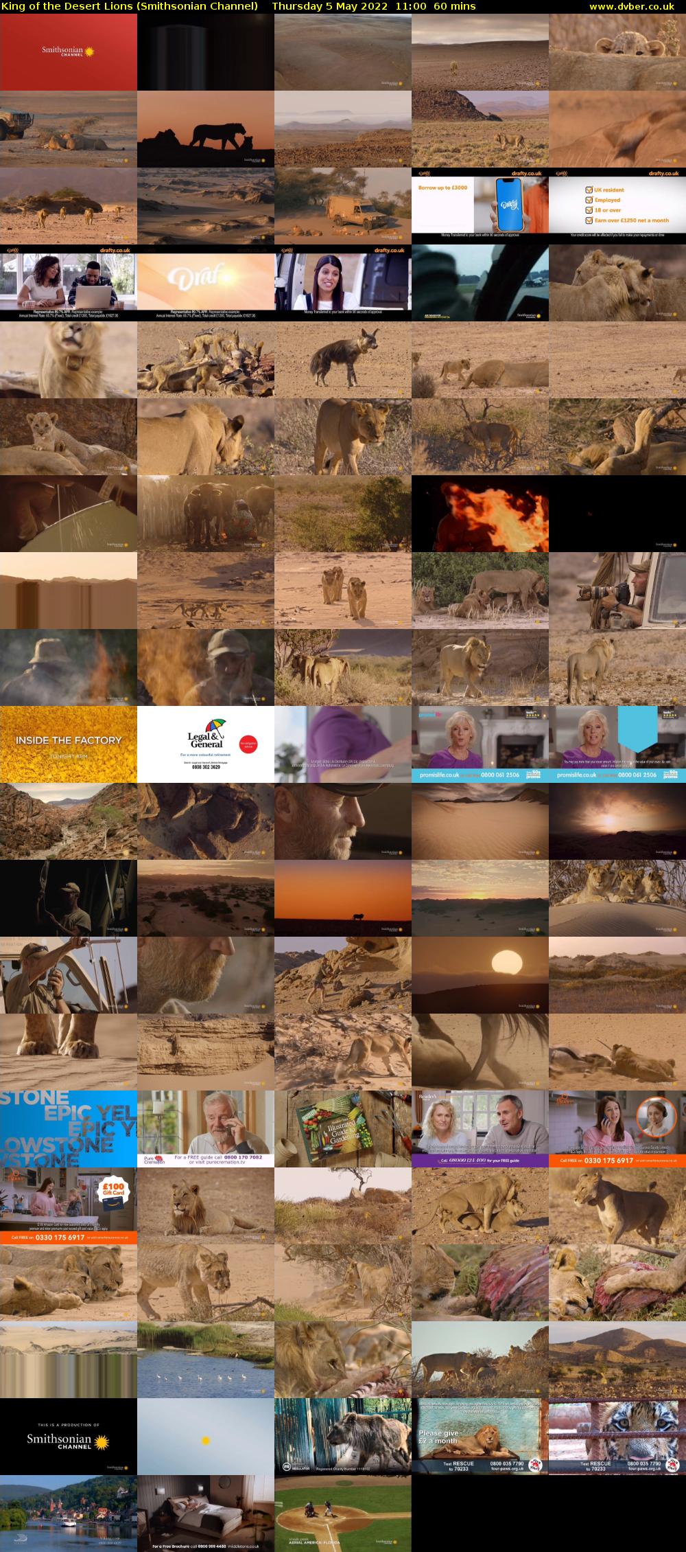 King of the Desert Lions (Smithsonian Channel) Thursday 5 May 2022 11:00 - 12:00