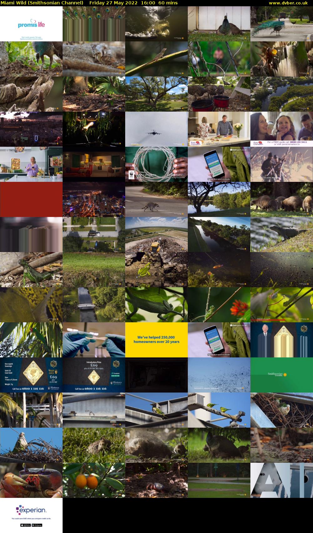 Miami Wild (Smithsonian Channel) Friday 27 May 2022 16:00 - 17:00