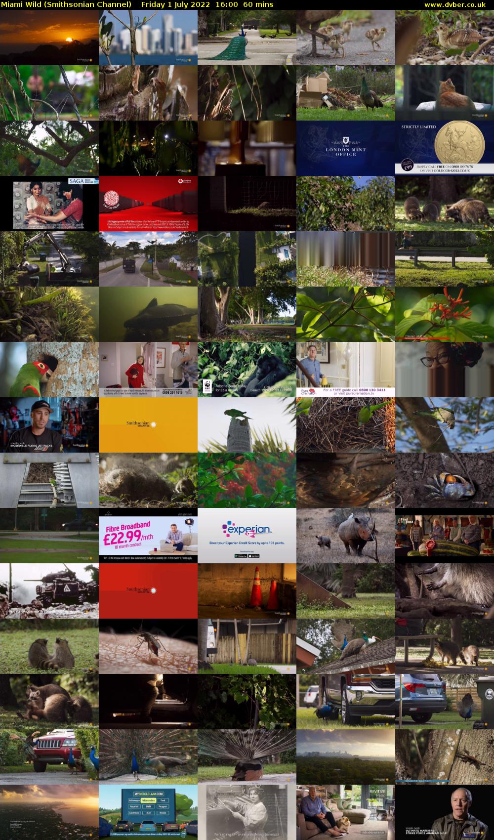 Miami Wild (Smithsonian Channel) Friday 1 July 2022 16:00 - 17:00