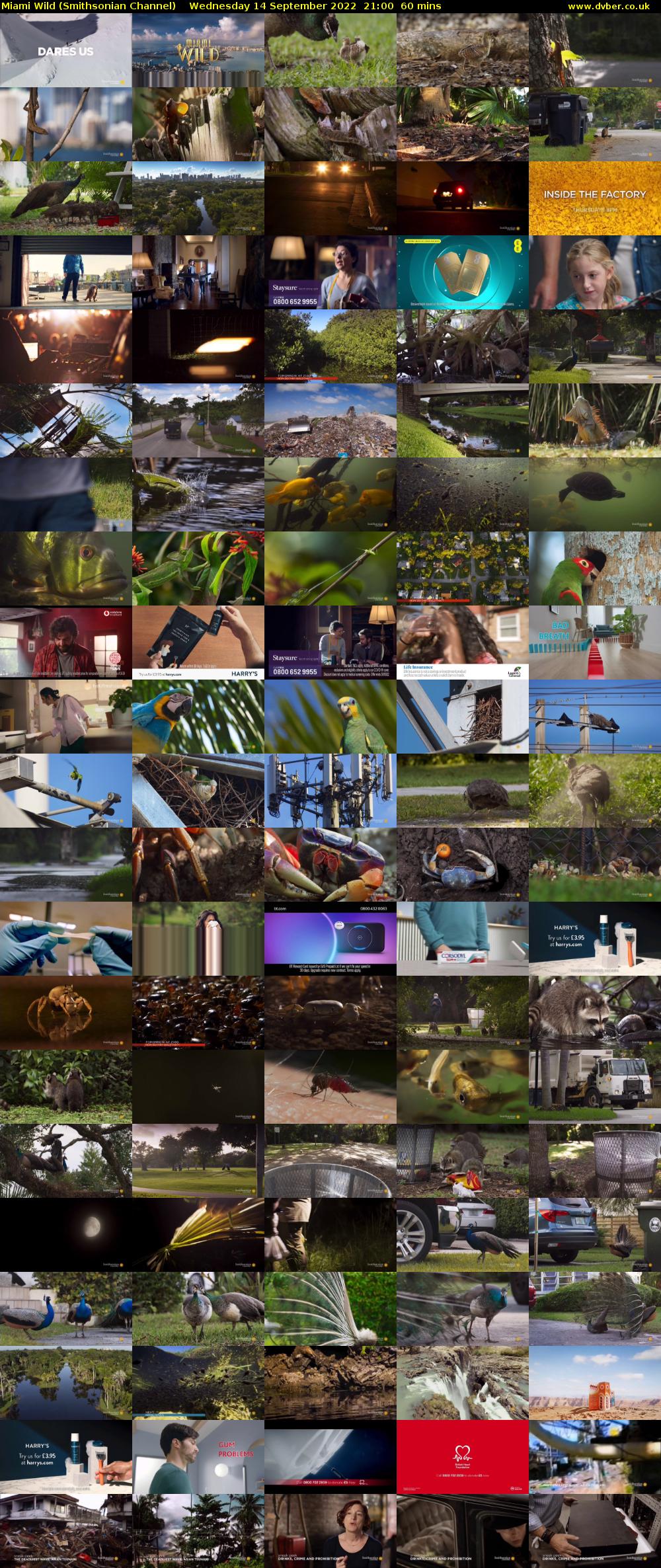 Miami Wild (Smithsonian Channel) Wednesday 14 September 2022 21:00 - 22:00