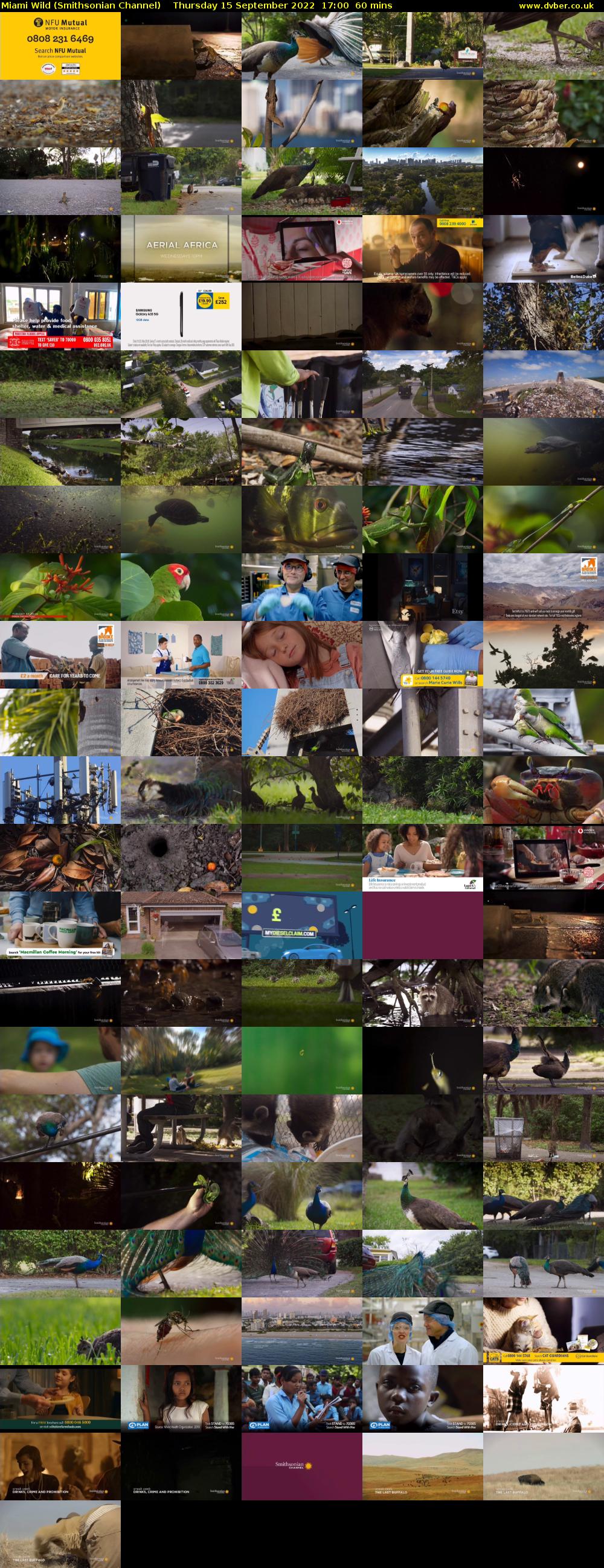 Miami Wild (Smithsonian Channel) Thursday 15 September 2022 17:00 - 18:00