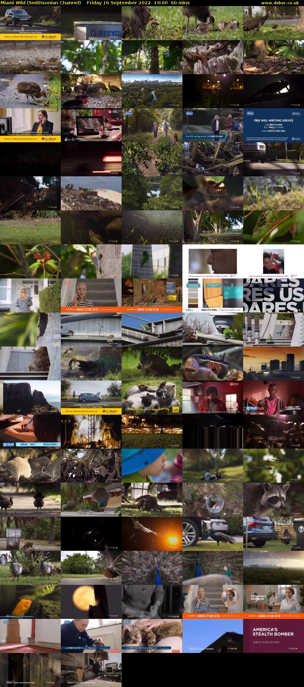 Miami Wild (Smithsonian Channel) Friday 16 September 2022 14:00 - 15:00