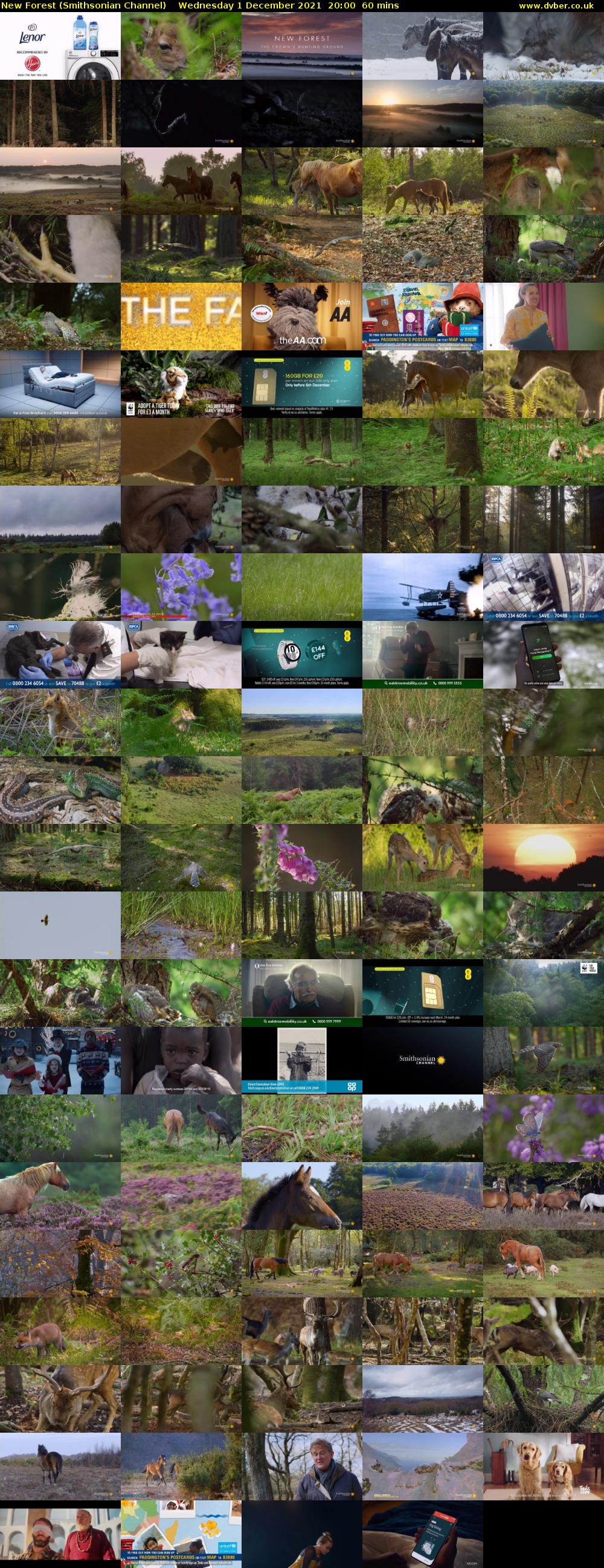 New Forest (Smithsonian Channel) Wednesday 1 December 2021 20:00 - 21:00