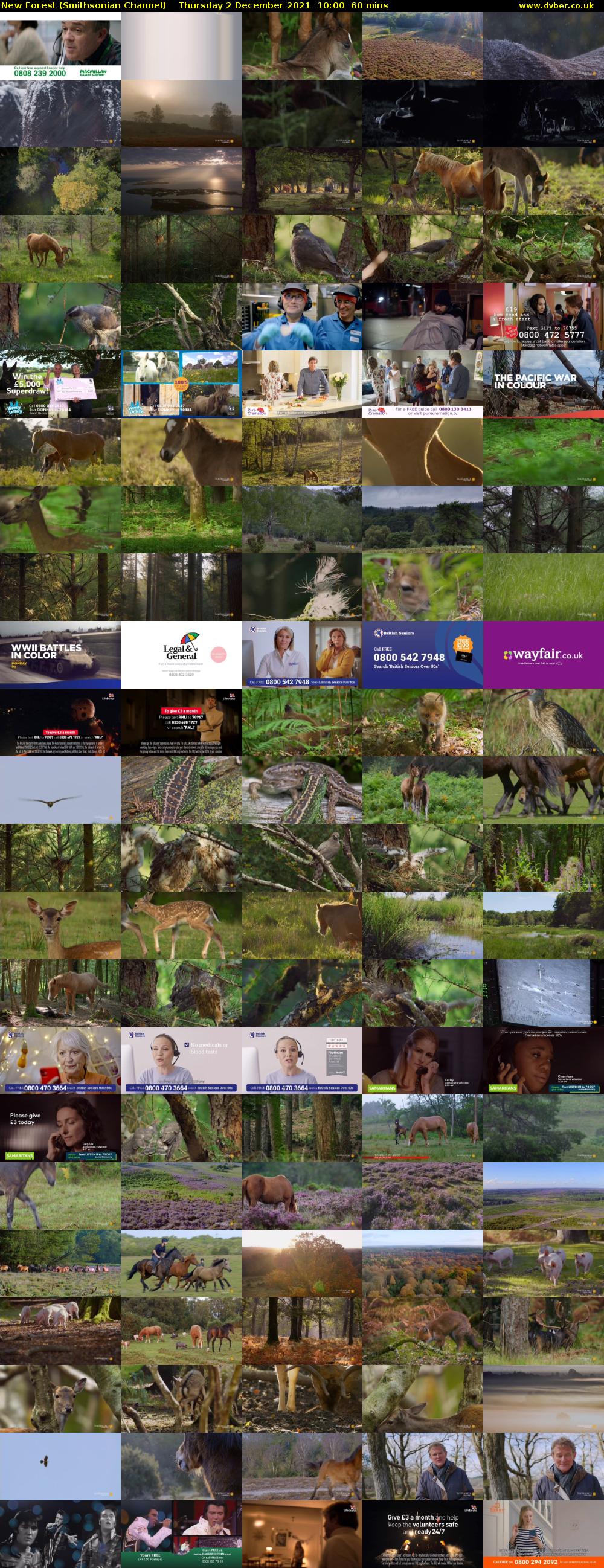 New Forest (Smithsonian Channel) Thursday 2 December 2021 10:00 - 11:00
