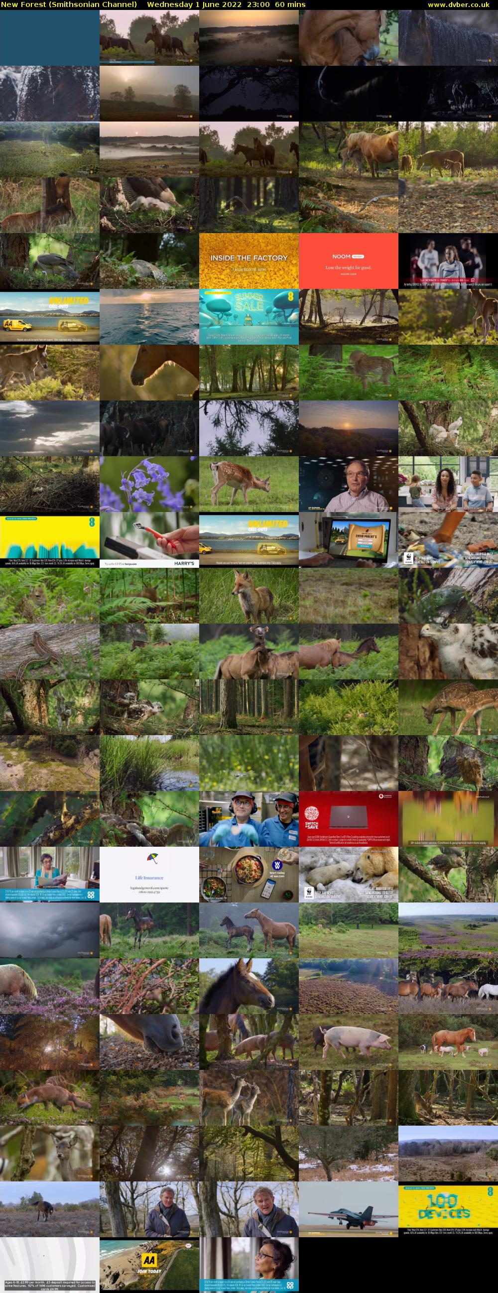New Forest (Smithsonian Channel) Wednesday 1 June 2022 23:00 - 00:00