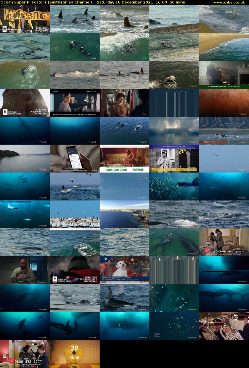 Ocean Super Predators (Smithsonian Channel) Saturday 18 December 2021 16:00 - 17:00
