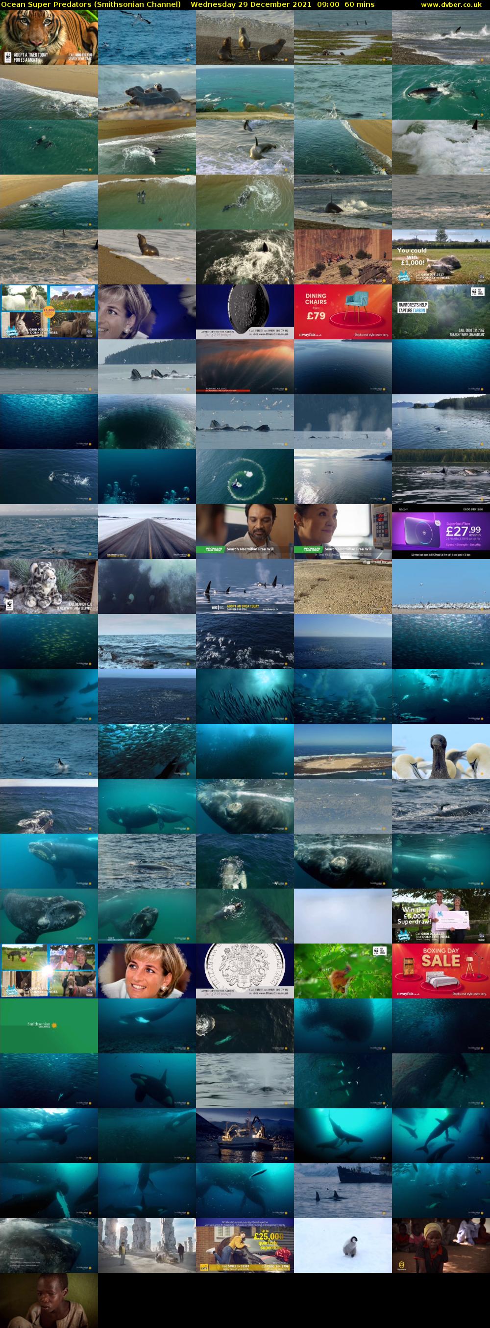 Ocean Super Predators (Smithsonian Channel) Wednesday 29 December 2021 09:00 - 10:00