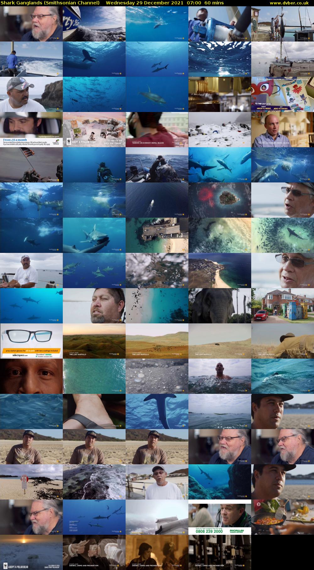 Shark Ganglands (Smithsonian Channel) Wednesday 29 December 2021 07:00 - 08:00