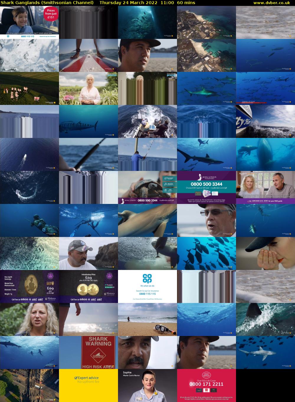 Shark Ganglands (Smithsonian Channel) Thursday 24 March 2022 11:00 - 12:00