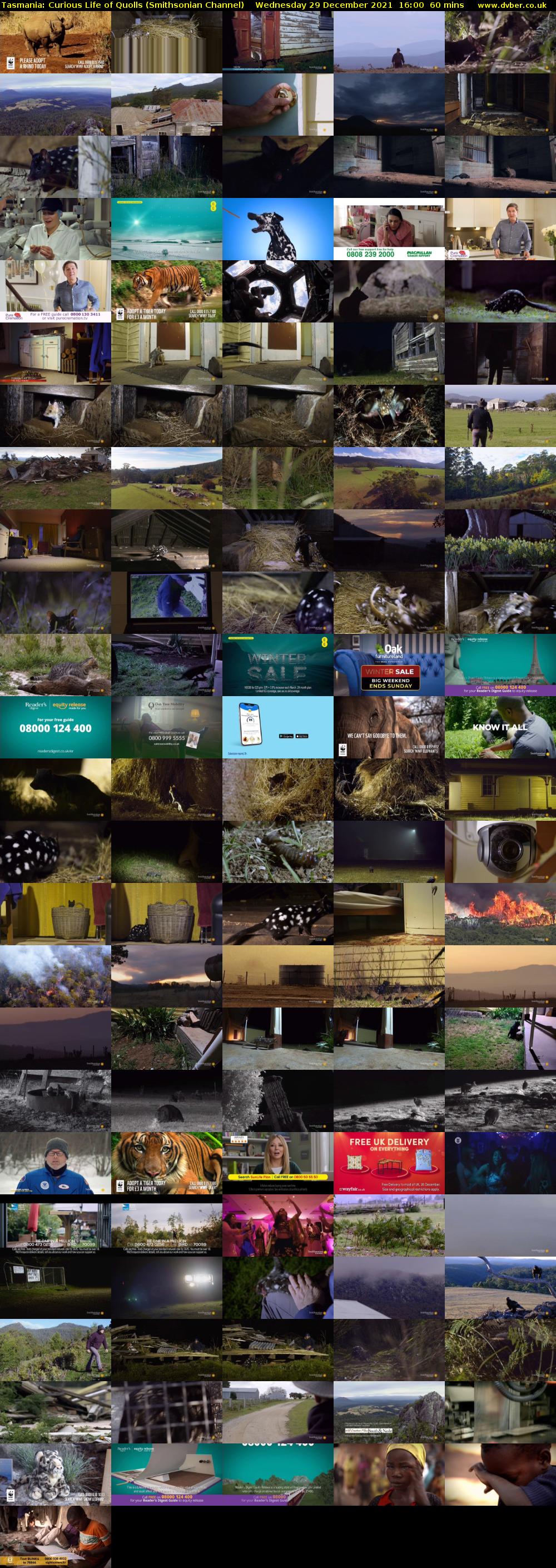 Tasmania: Curious Life of Quolls (Smithsonian Channel) Wednesday 29 December 2021 16:00 - 17:00