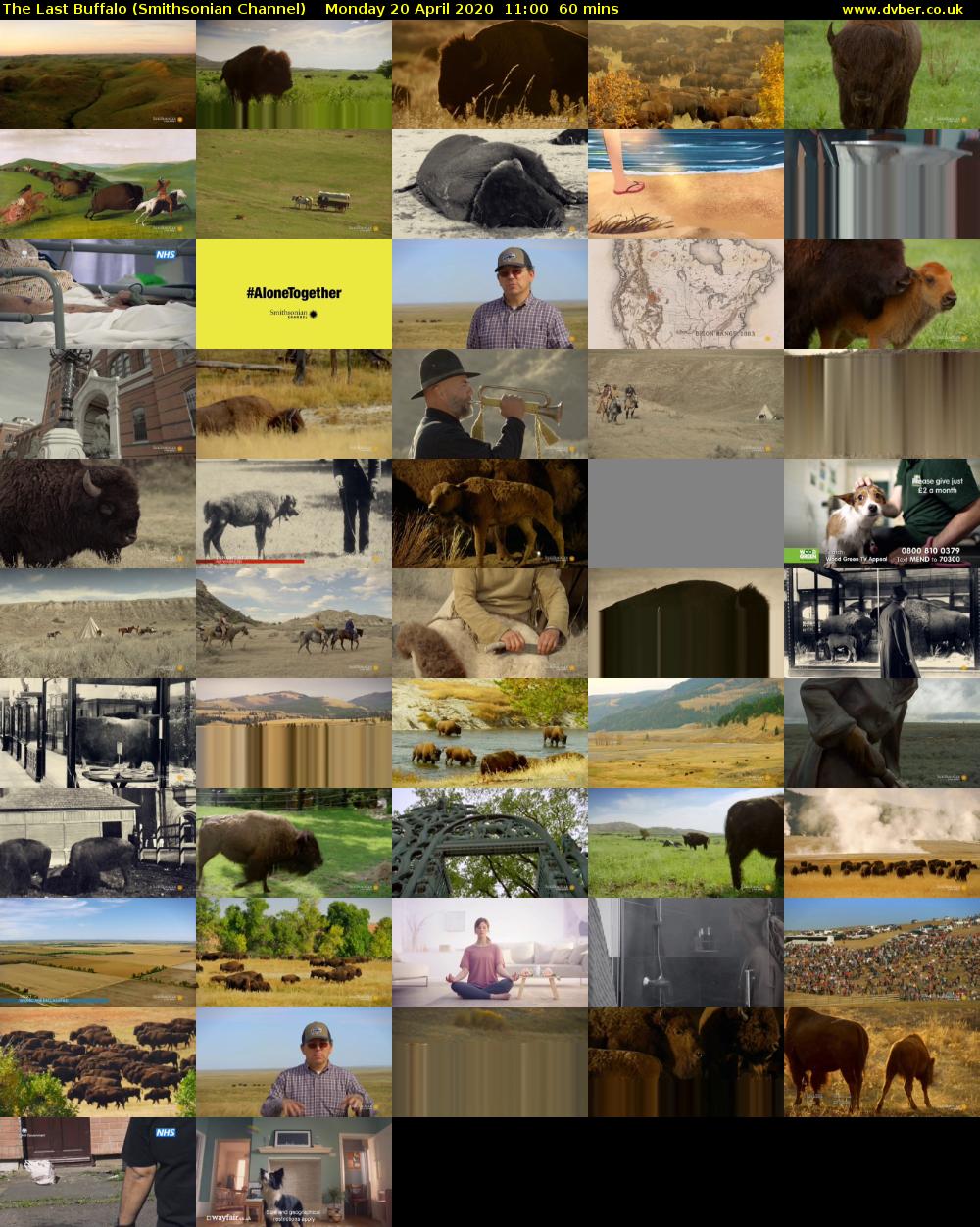 The Last Buffalo (Smithsonian Channel) Monday 20 April 2020 11:00 - 12:00