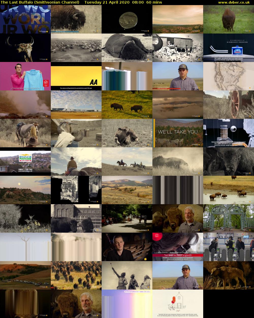 The Last Buffalo (Smithsonian Channel) Tuesday 21 April 2020 08:00 - 09:00