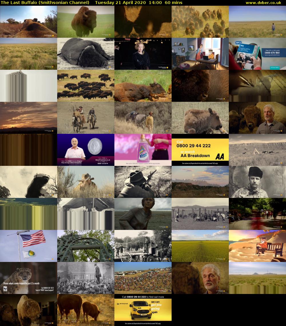 The Last Buffalo (Smithsonian Channel) Tuesday 21 April 2020 14:00 - 15:00