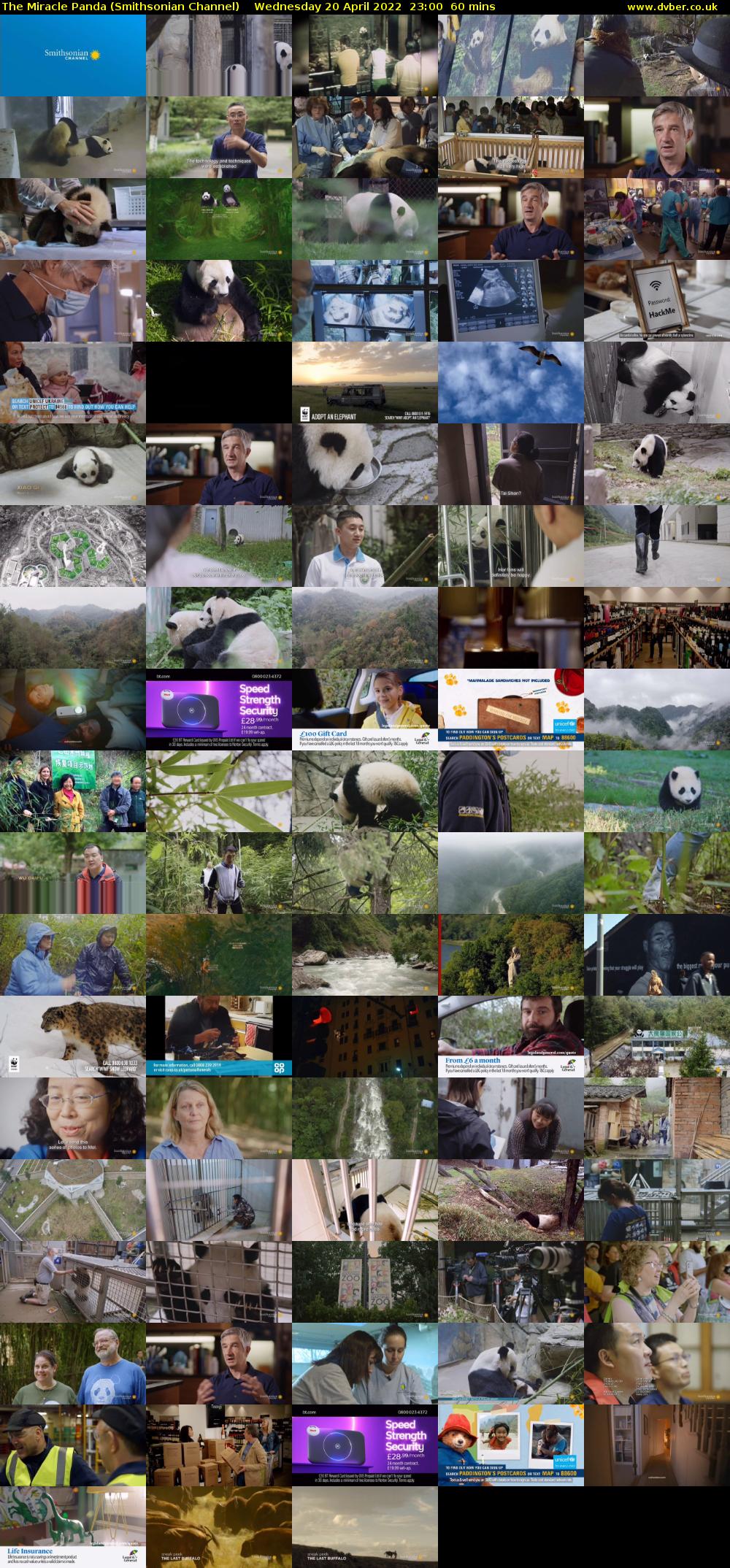 The Miracle Panda (Smithsonian Channel) Wednesday 20 April 2022 23:00 - 00:00