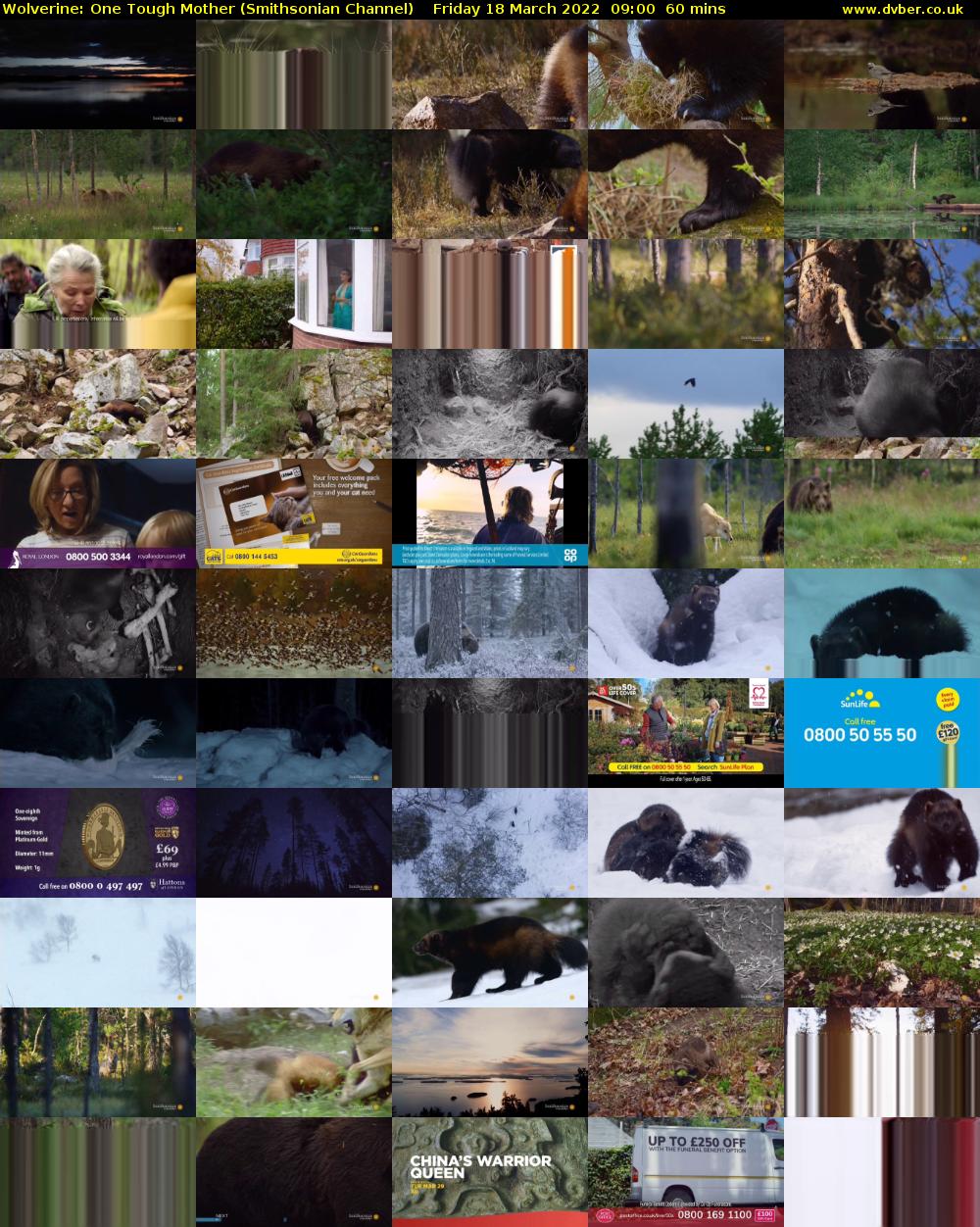Wolverine: One Tough Mother (Smithsonian Channel) Friday 18 March 2022 09:00 - 10:00