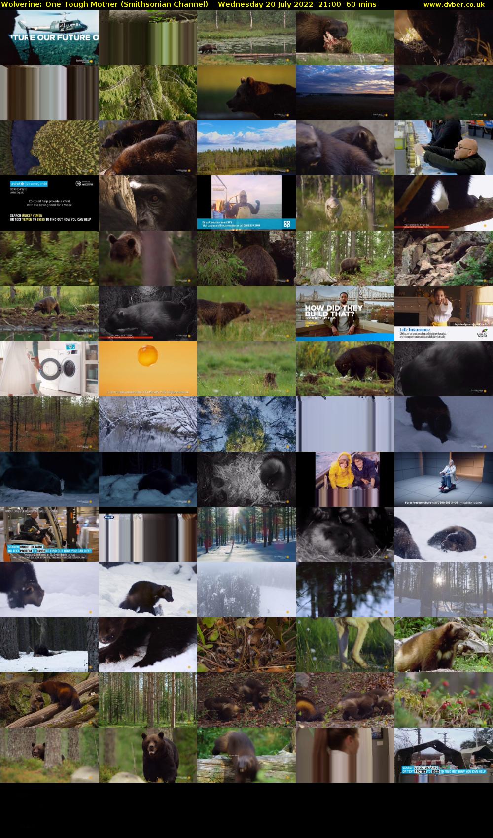 Wolverine: One Tough Mother (Smithsonian Channel) Wednesday 20 July 2022 21:00 - 22:00