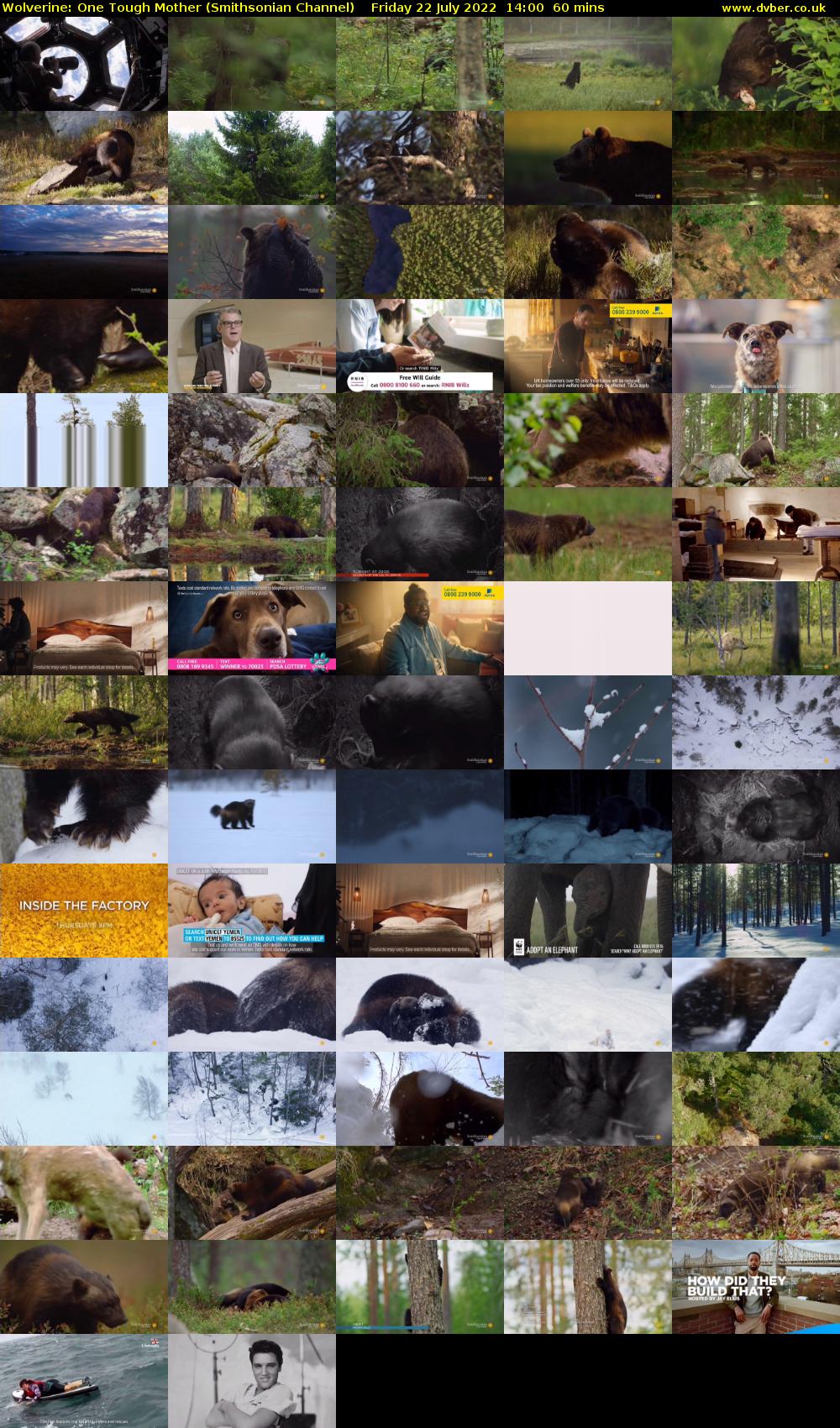 Wolverine: One Tough Mother (Smithsonian Channel) Friday 22 July 2022 14:00 - 15:00