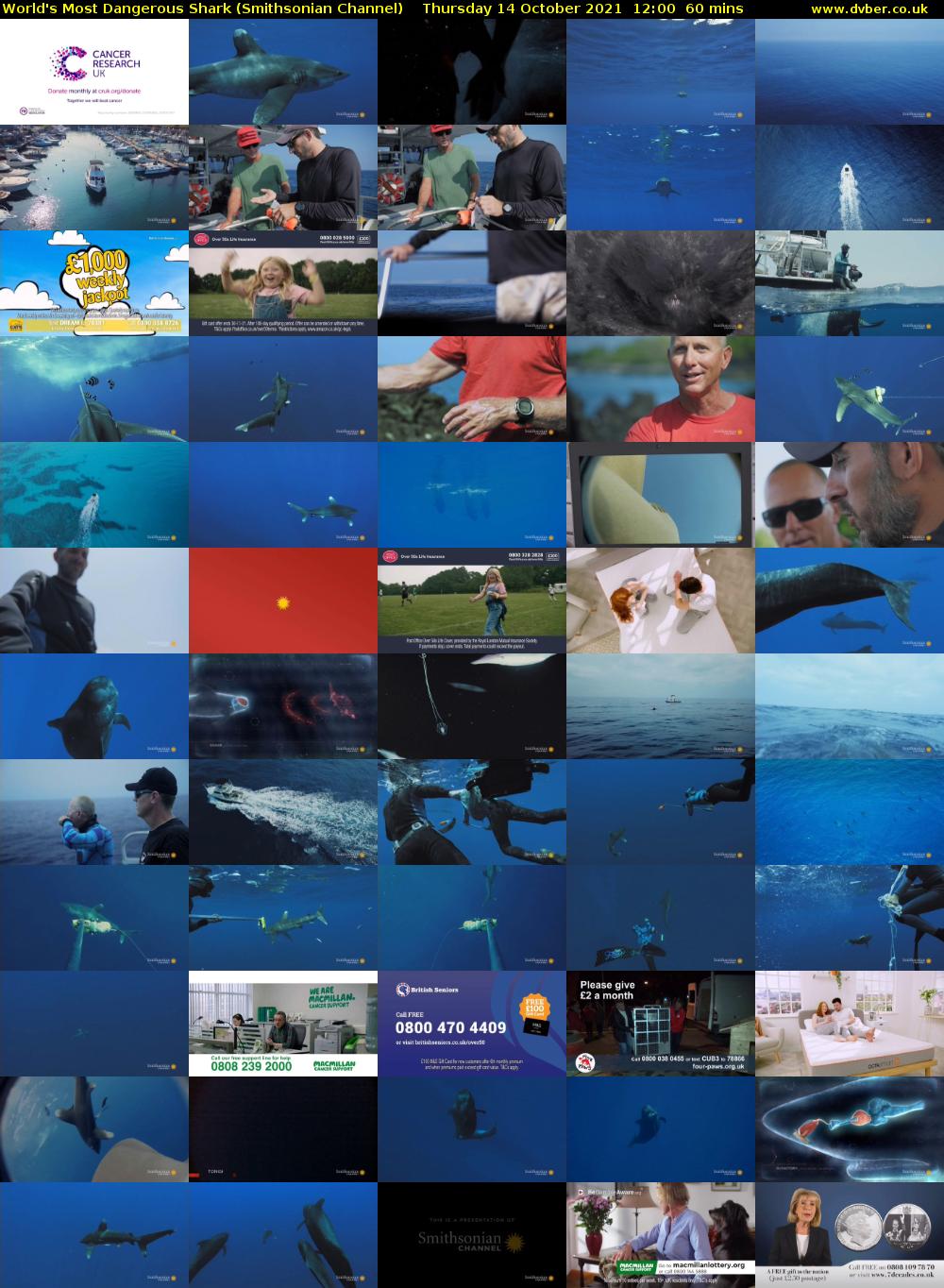World's Most Dangerous Shark (Smithsonian Channel) Thursday 14 October 2021 12:00 - 13:00