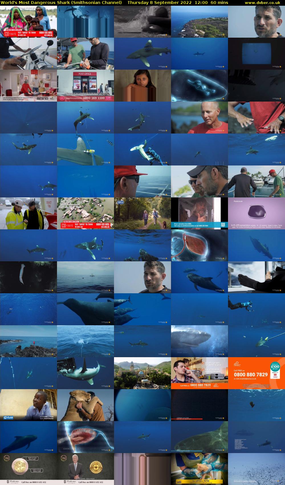 World's Most Dangerous Shark (Smithsonian Channel) Thursday 8 September 2022 12:00 - 13:00