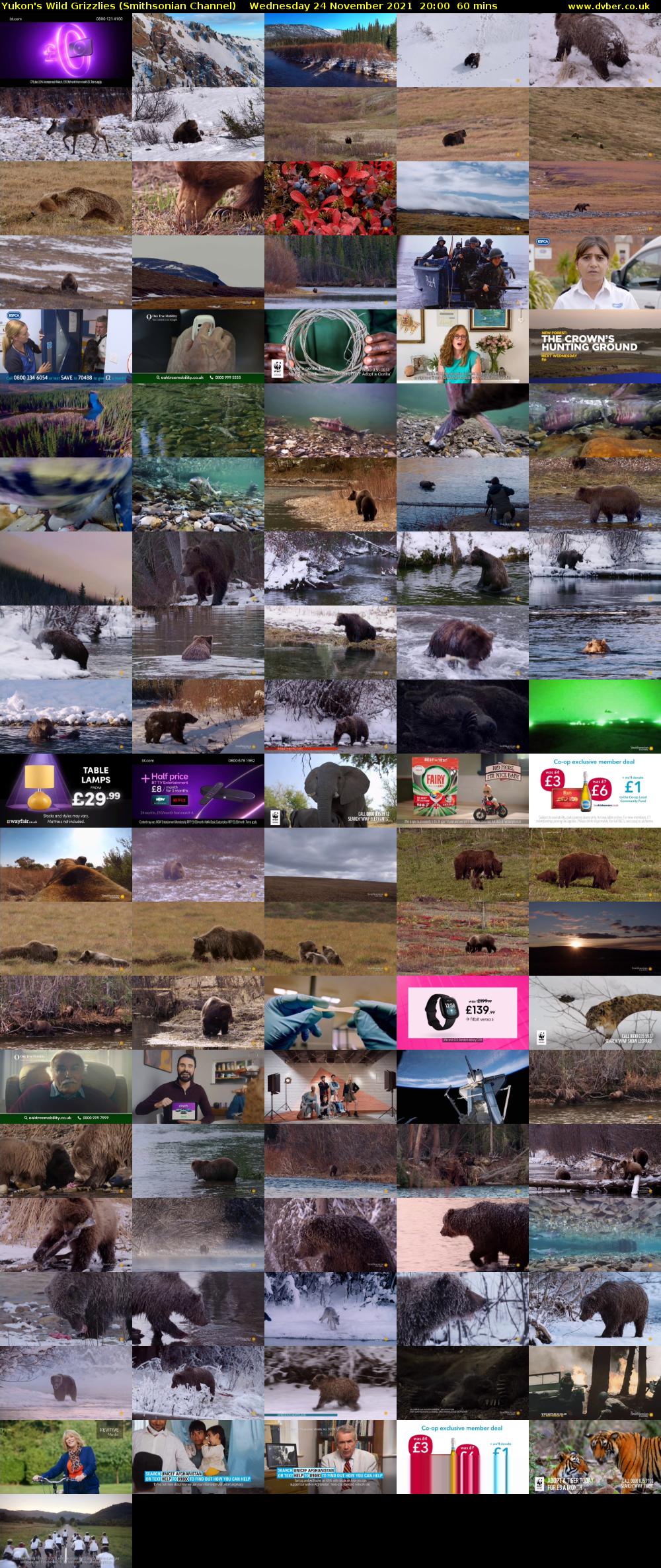 Yukon's Wild Grizzlies (Smithsonian Channel) Wednesday 24 November 2021 20:00 - 21:00