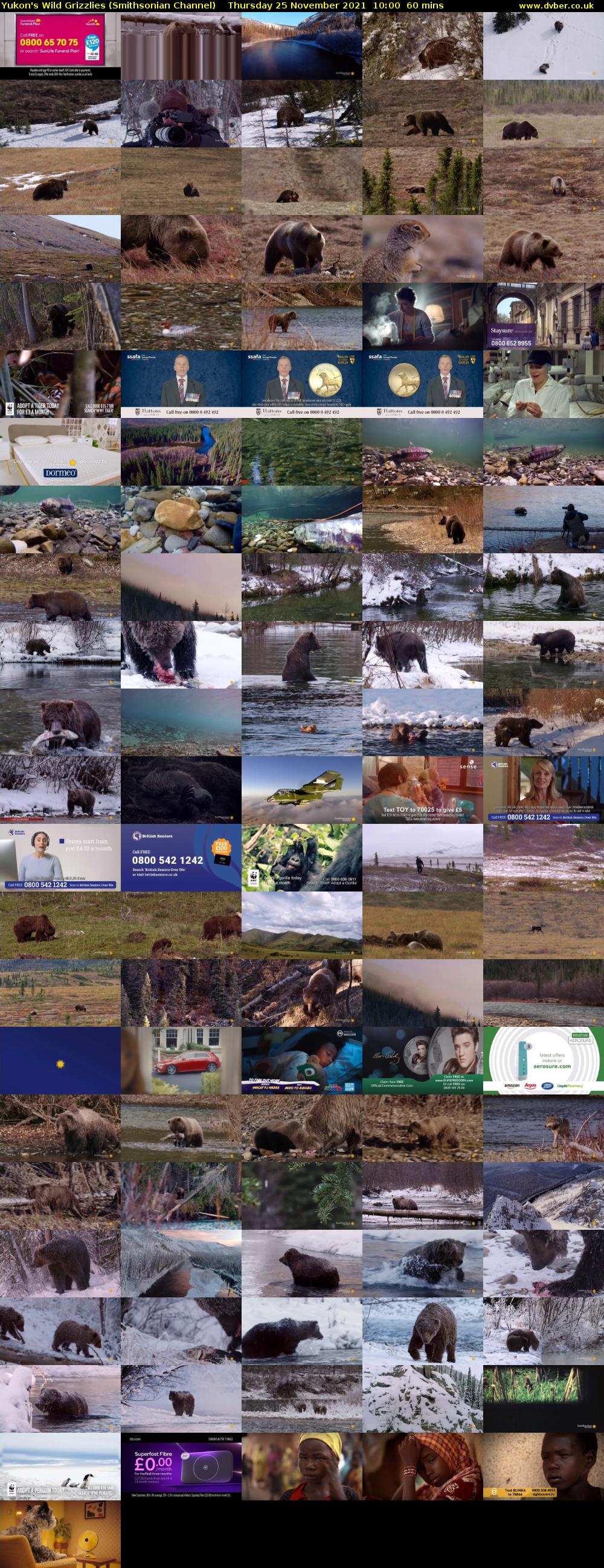 Yukon's Wild Grizzlies (Smithsonian Channel) Thursday 25 November 2021 10:00 - 11:00