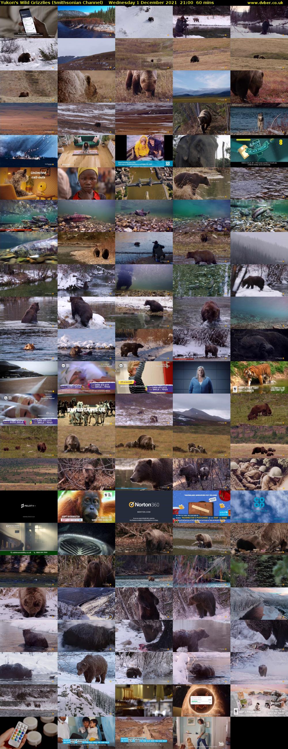 Yukon's Wild Grizzlies (Smithsonian Channel) Wednesday 1 December 2021 21:00 - 22:00